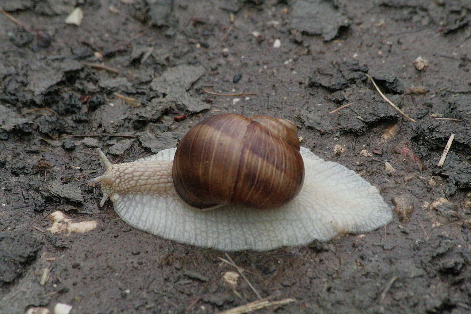altra lumaca del Baldo